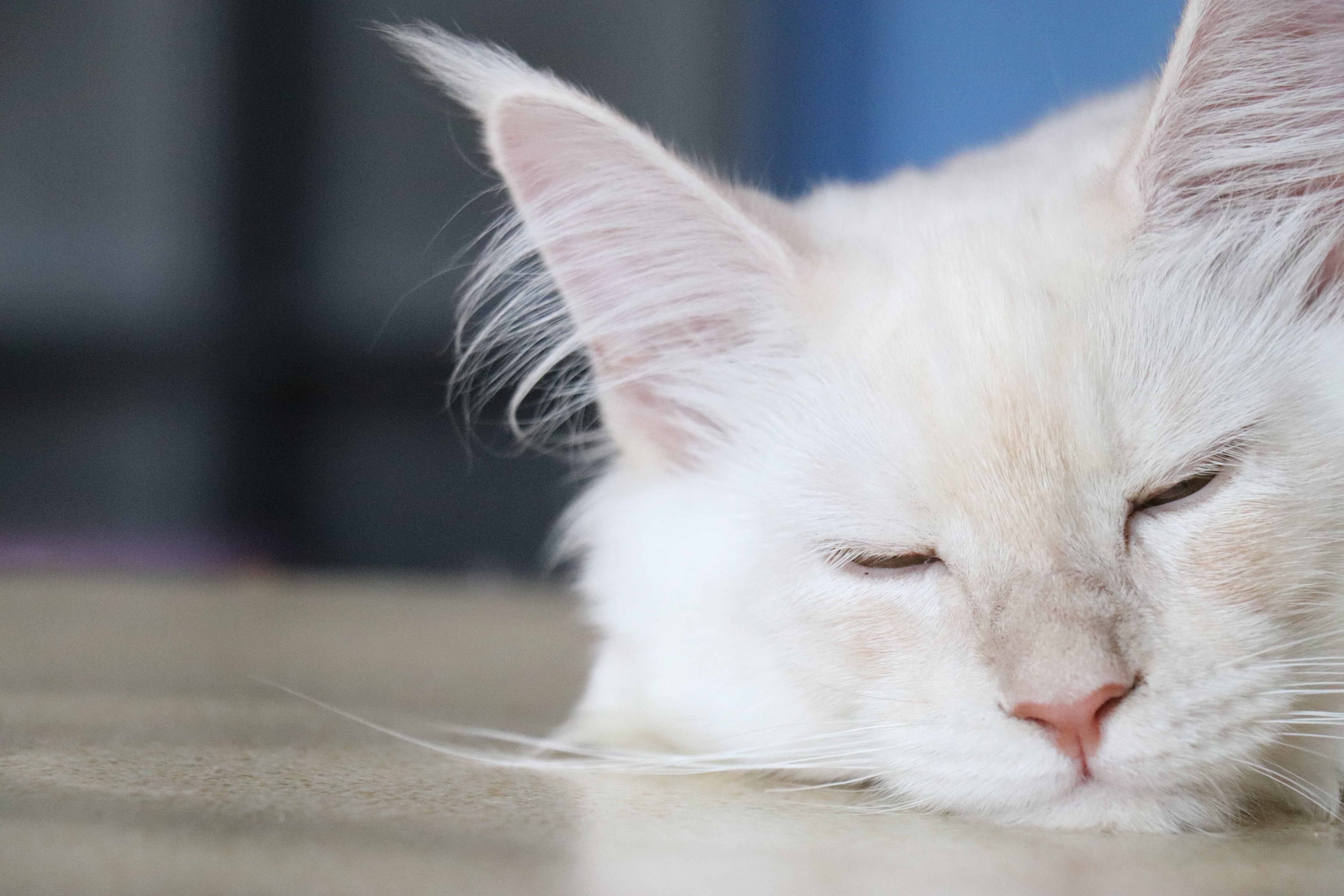 凯米尔 缅因猫